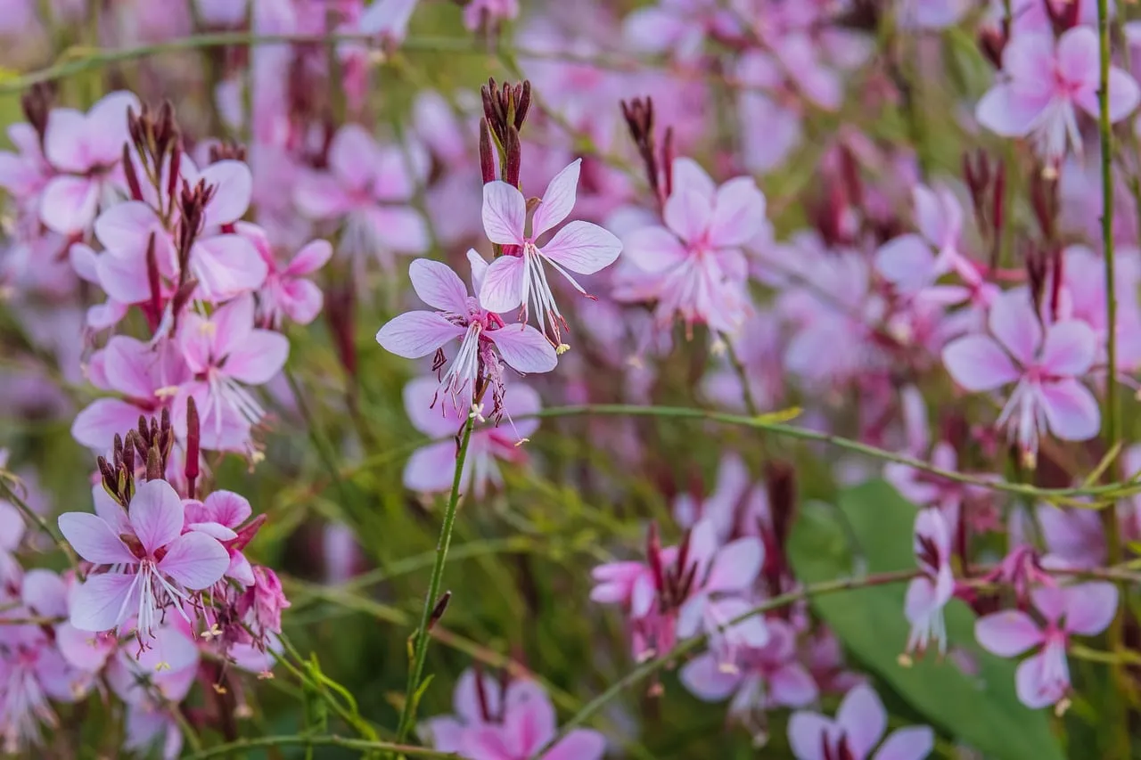 Delicate Pink Gaura Lindheimeri Blooms in a Summer Garden
