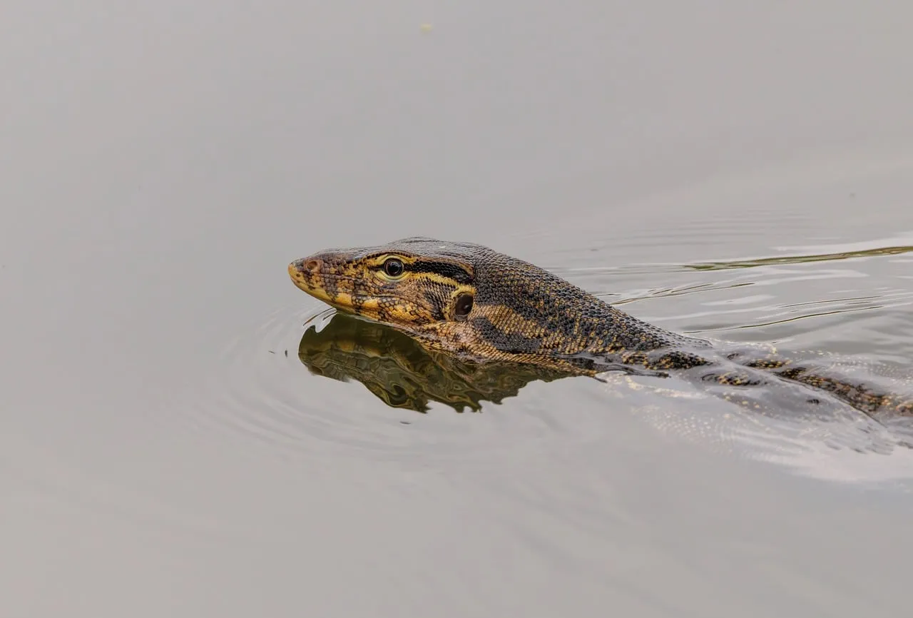 Striking Asian Water Monitor Swims Serene Pond Waters