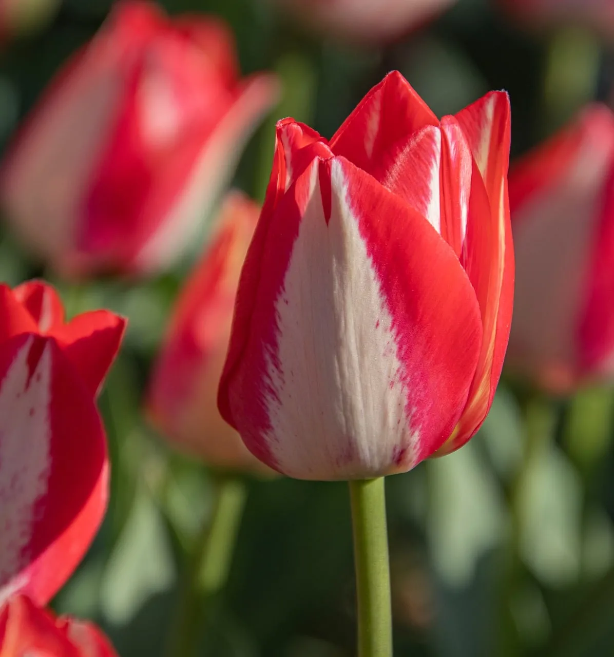 Vibrant Red and White Striped Tulip Bloom