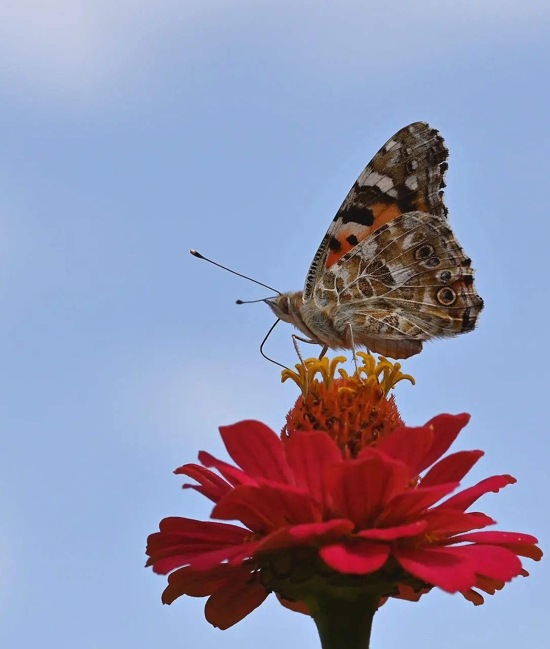 Vibrant Zinnia Hosts a Beautiful Painted Lady Butterfly