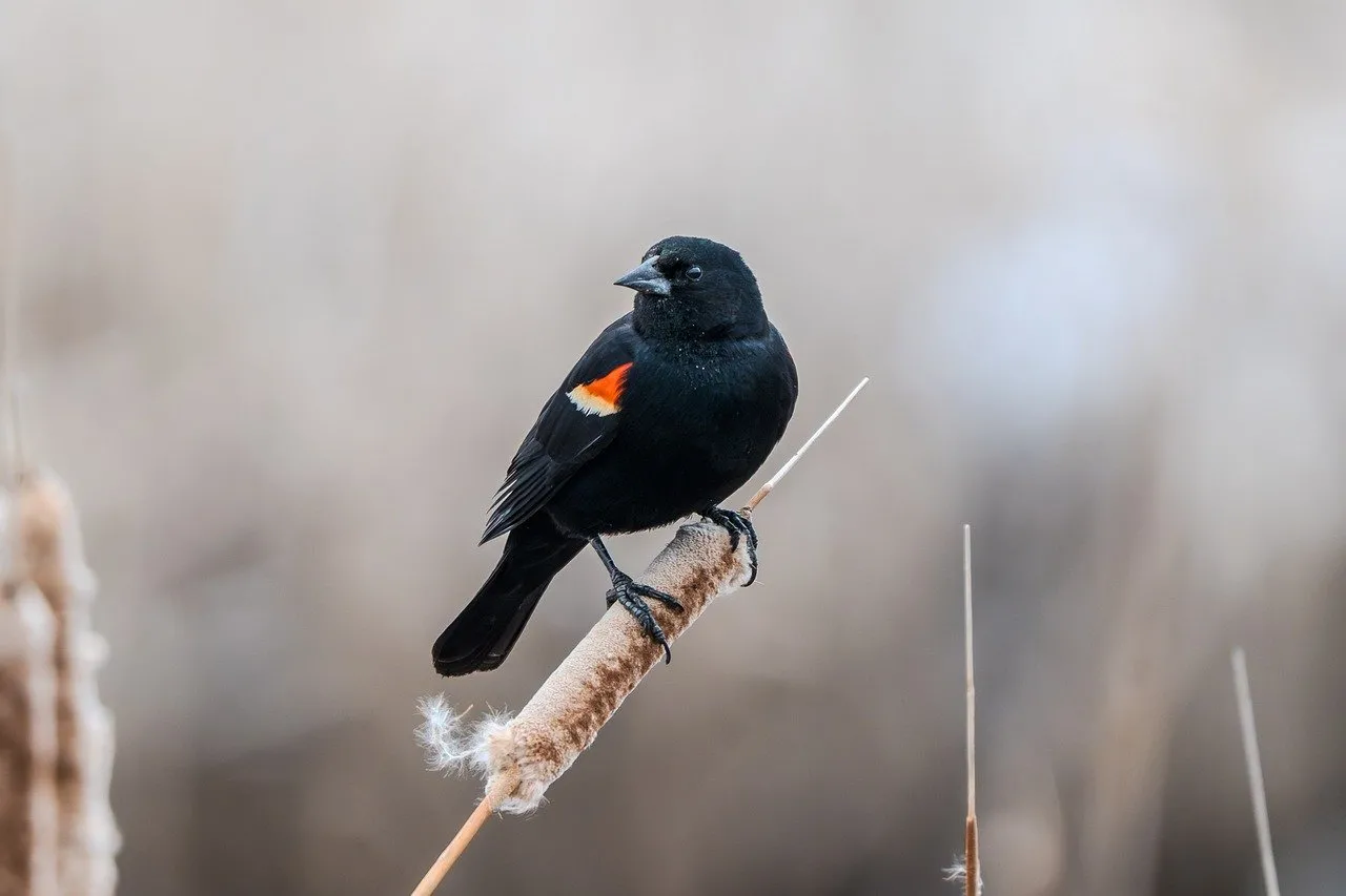 Vibrant Red-winged Blackbird Perched in Wetland Reeds