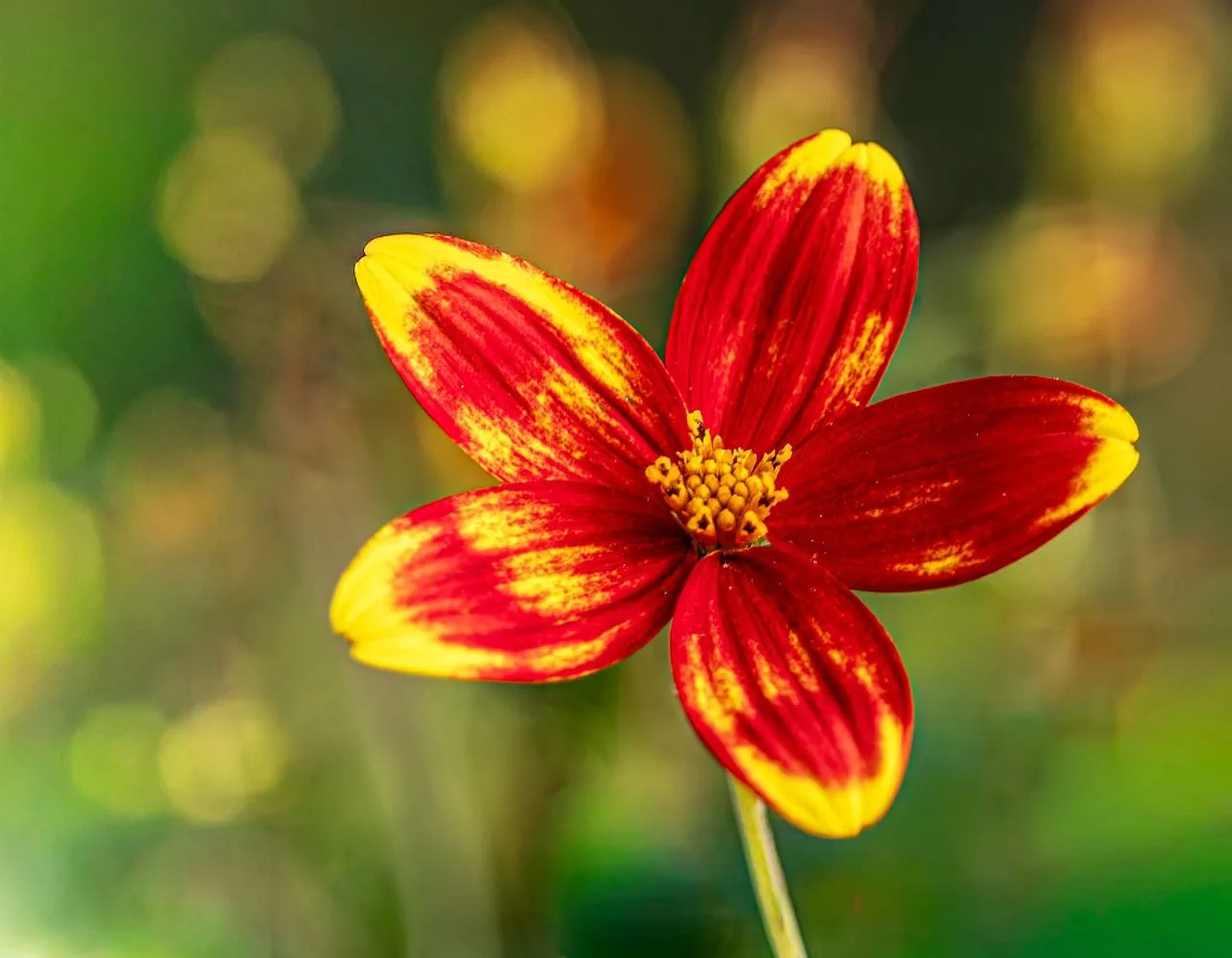 Vibrant Summer Bloom: Dazzling Red-Yellow Flower Macro