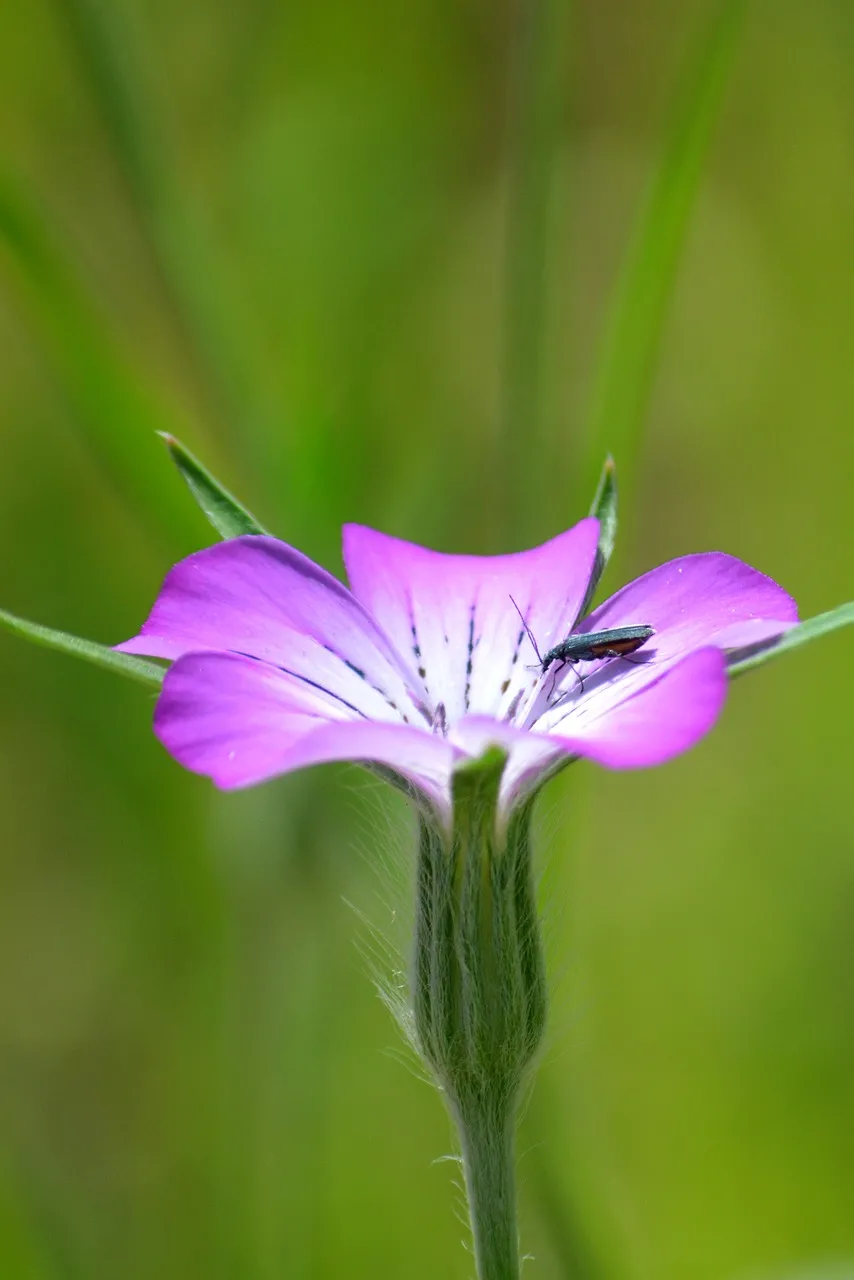 Vibrant Corncockle Bloom with Green Beetle Delight