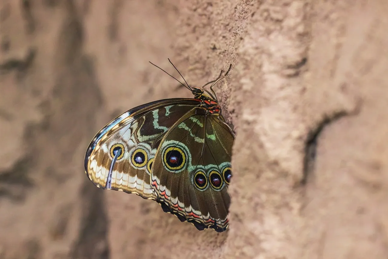 Dazzling Macro Detail of a Winged Butterfly in Nature