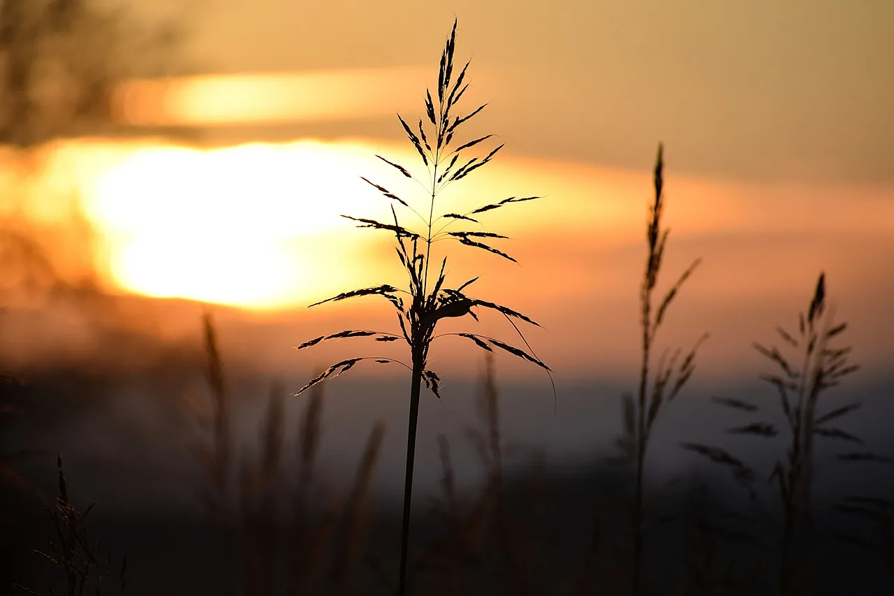 Breathtaking Autumn Sunset: Golden Hour Serenity in the Meadow