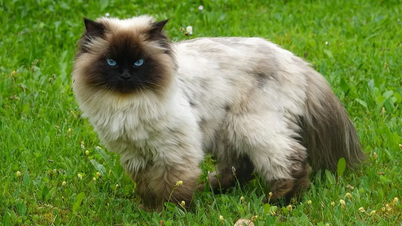 Stunning Himalayan Cat with Piercing Blue Eyes in Nature