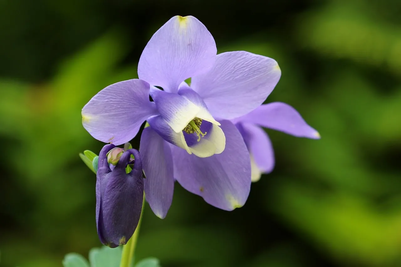 Stunning Purple Columbine: A Delicate Spring Blossom