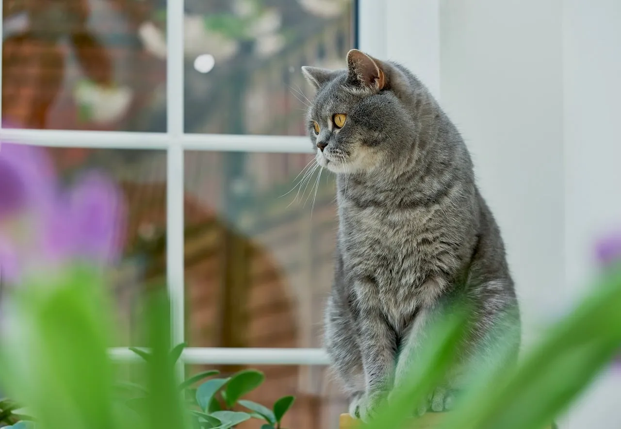 Charming British Shorthair Gazing by Window