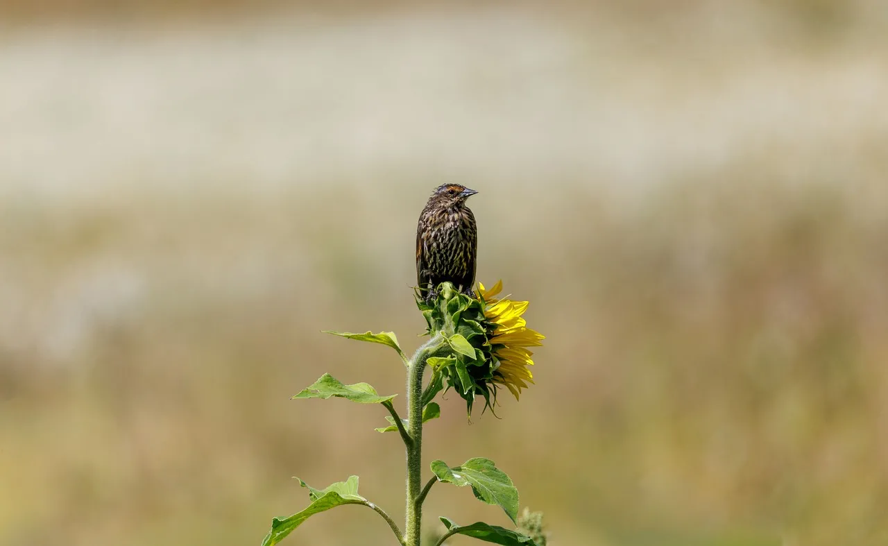 Stunning Wildlife: Bird Perched on a Vibrant Sunflower