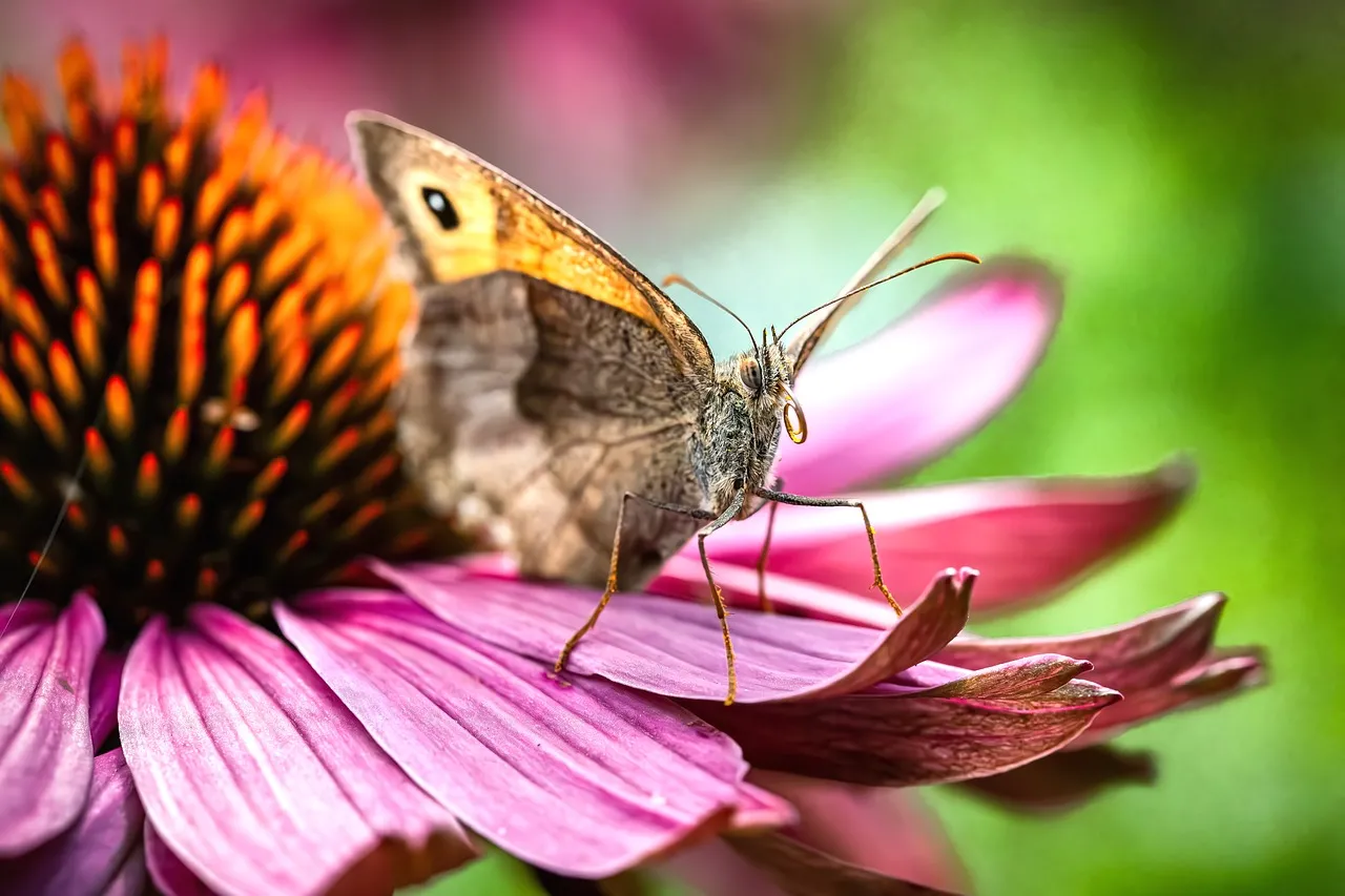 Vibrant Butterfly Perched on a Purple Summer Flower