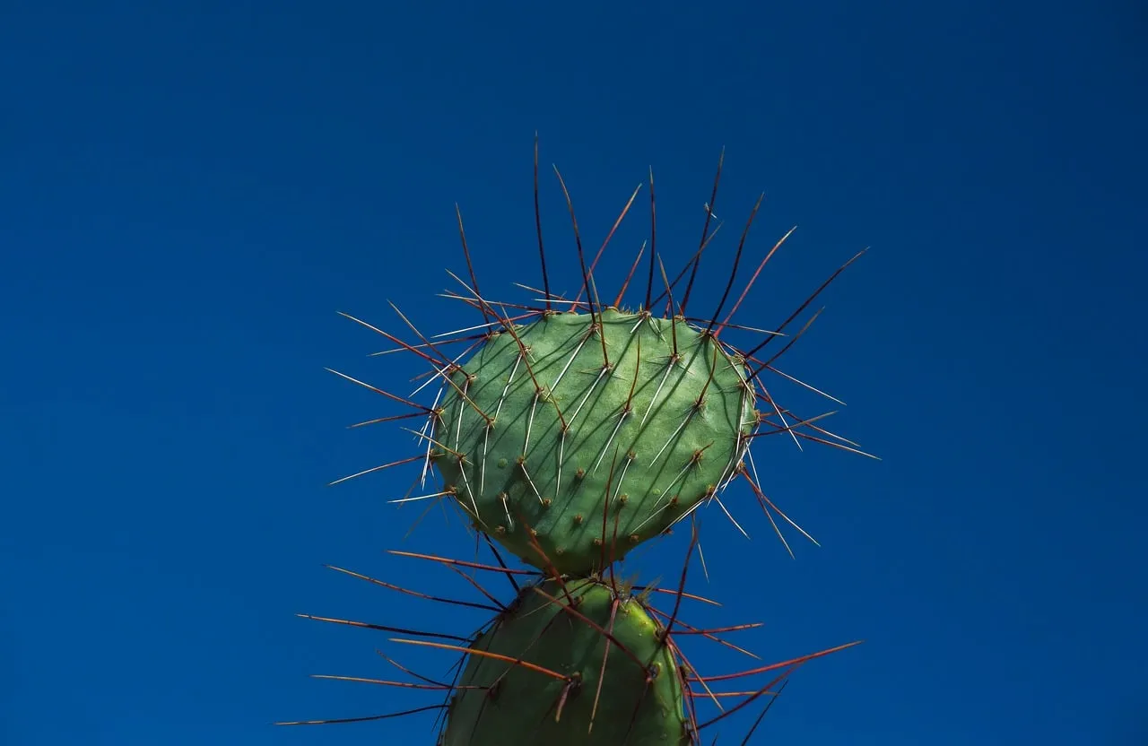 Vibrant Cactus Spines Against Azure Sky