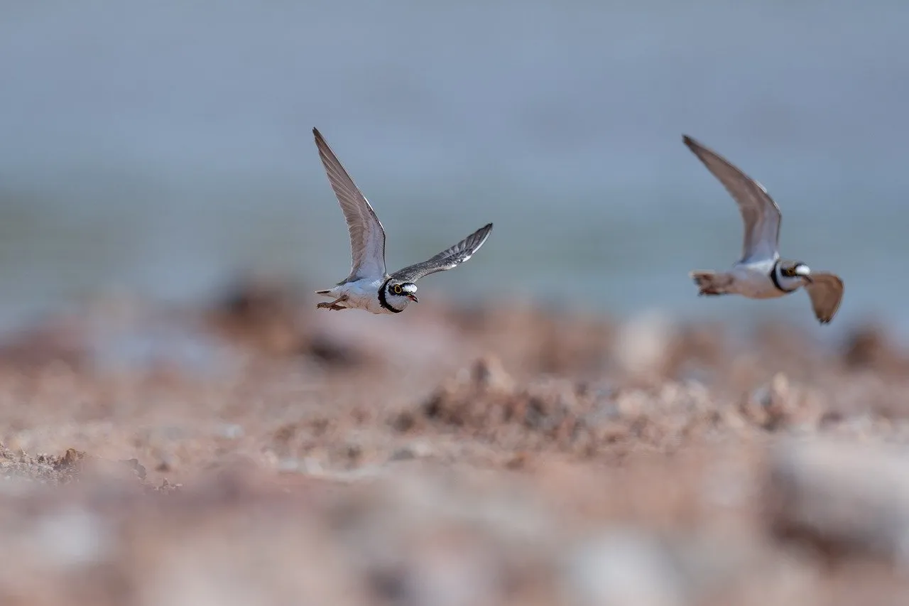 Graceful Flight: Shorebirds Soaring Over Sandy Beach