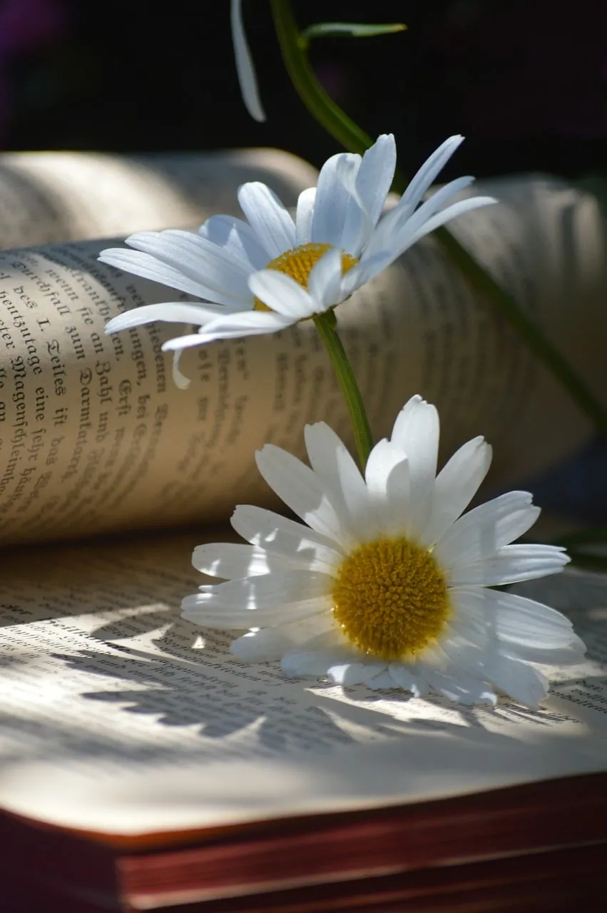 Serene Daisies on Vintage Book: A Perfect Blend of Nature and Knowledge