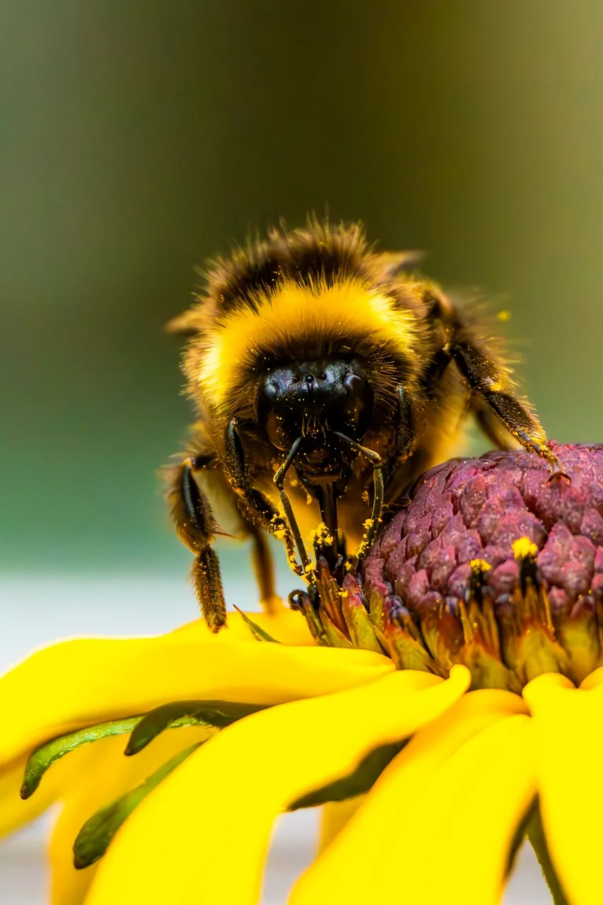 Buzzing Beauty: Bumblebee Pollinating a Vibrant Flower
