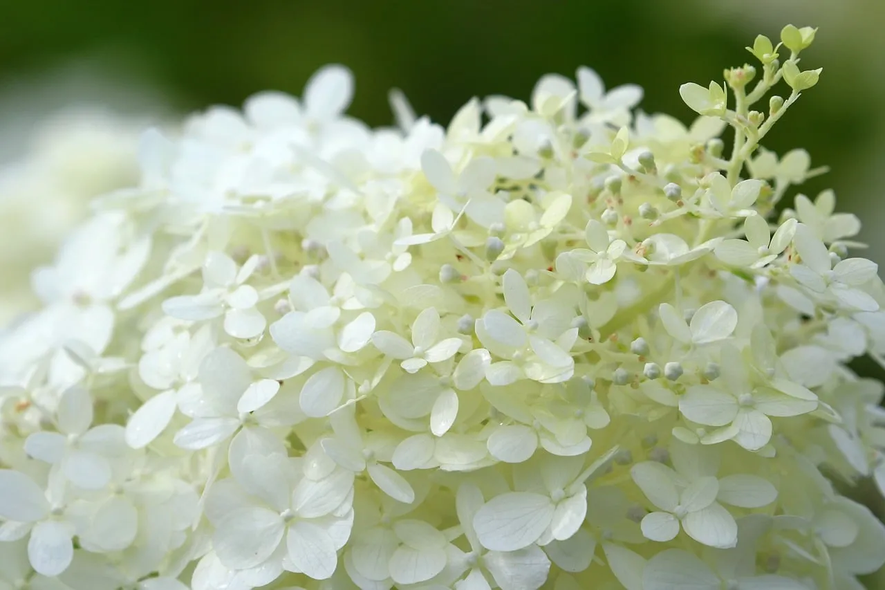 Stunning White Hydrangea Macro: Nature's Delicate Beauty