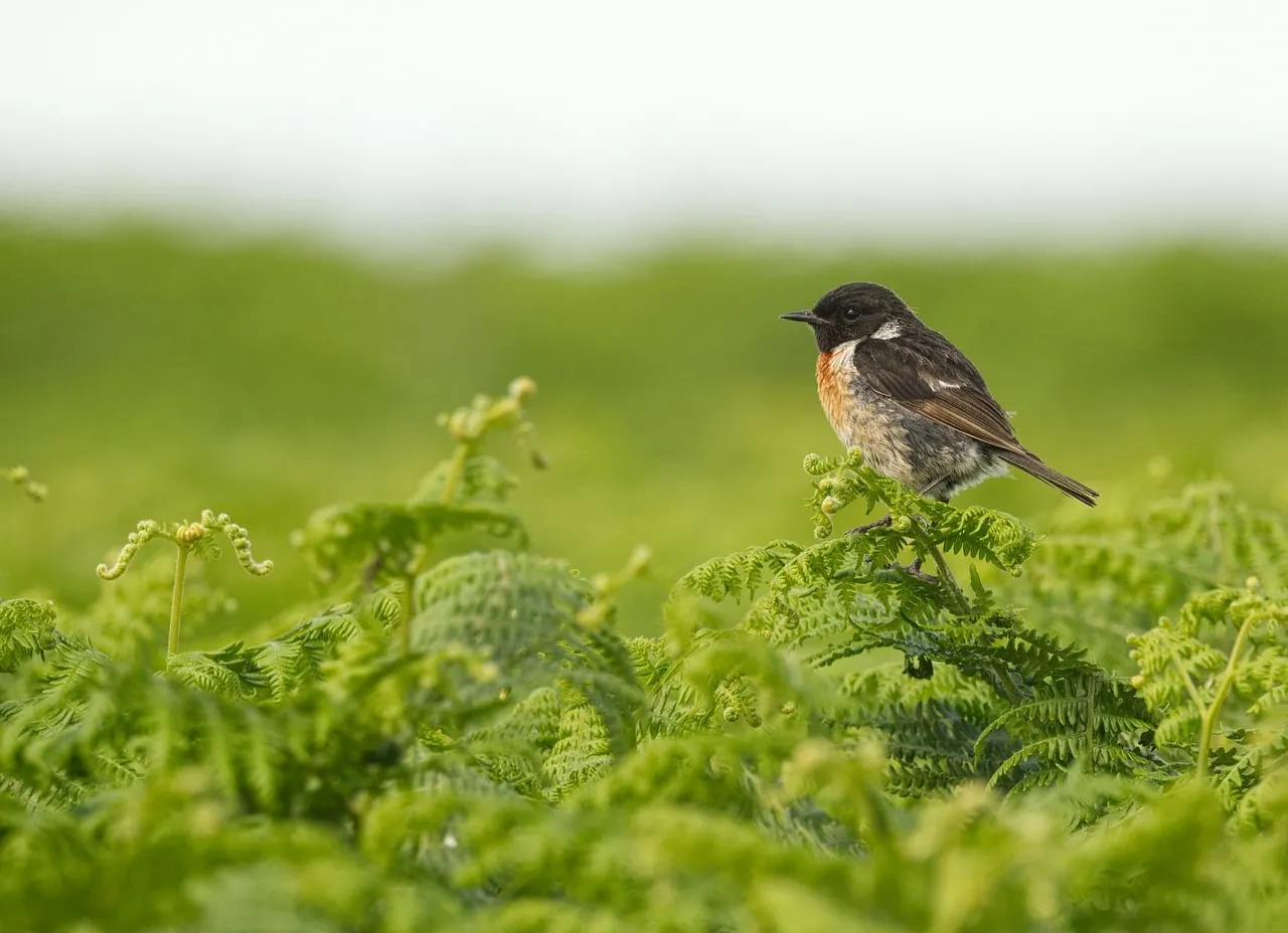 Alert Stonechat Perched on Vibrant Ferns