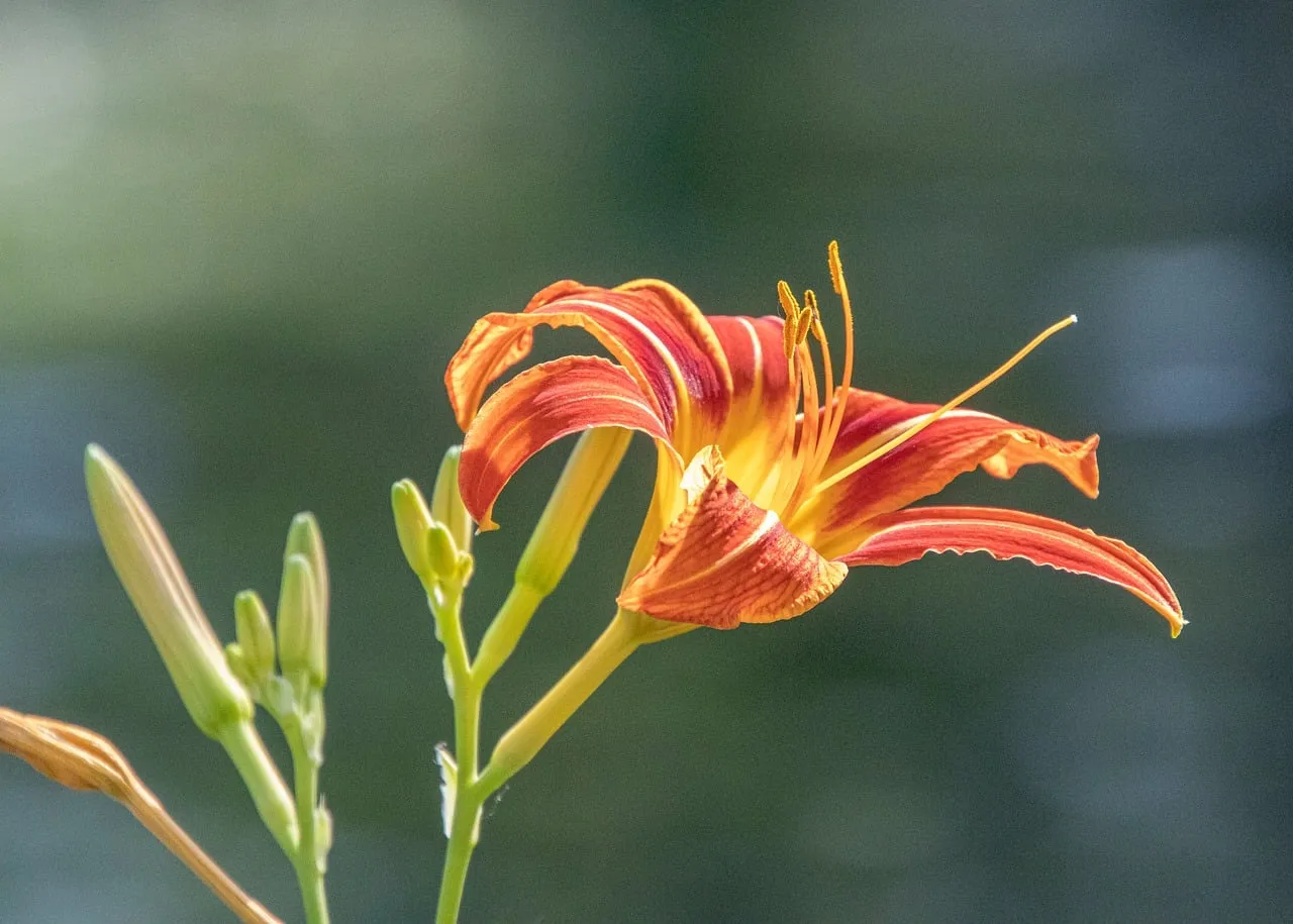 Vibrant Daylily Bloom: A Summer Garden Gem
