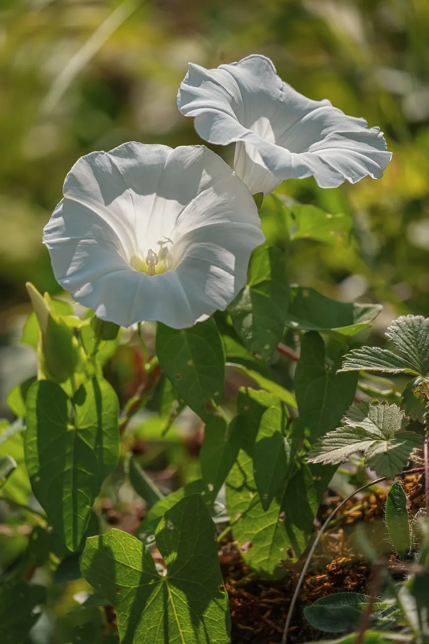 Charming White Bindweed Blooming Under Summer Sun