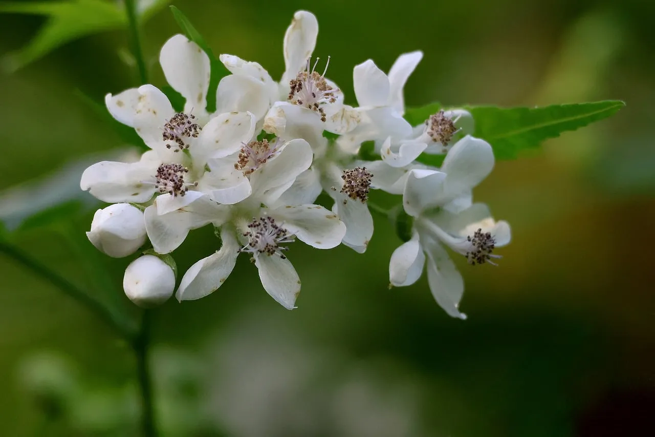 Delicate White Blooms: Spring's Gentle Embrace