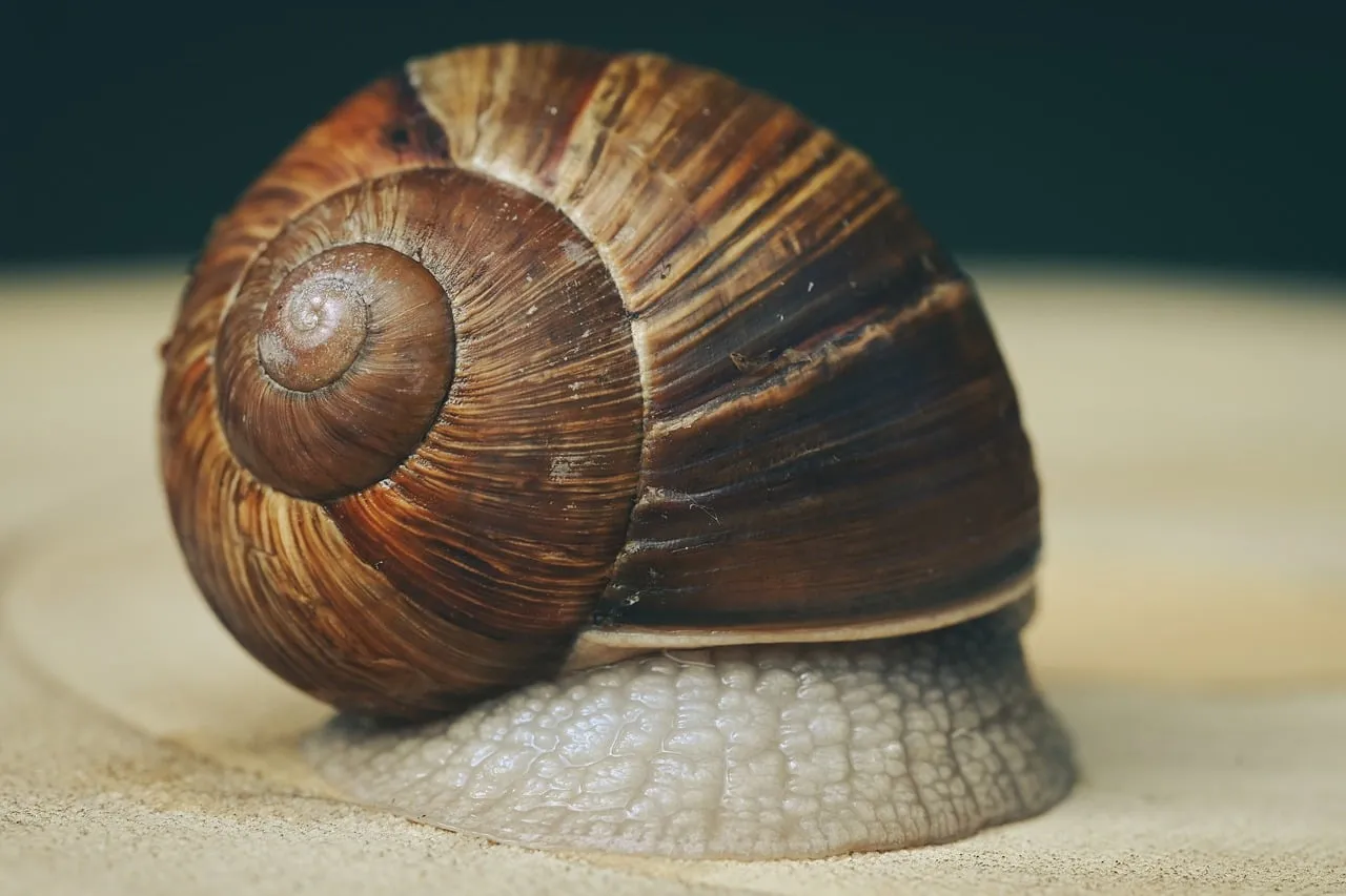 Intricate Macro: Detailed Snail Shell Texture