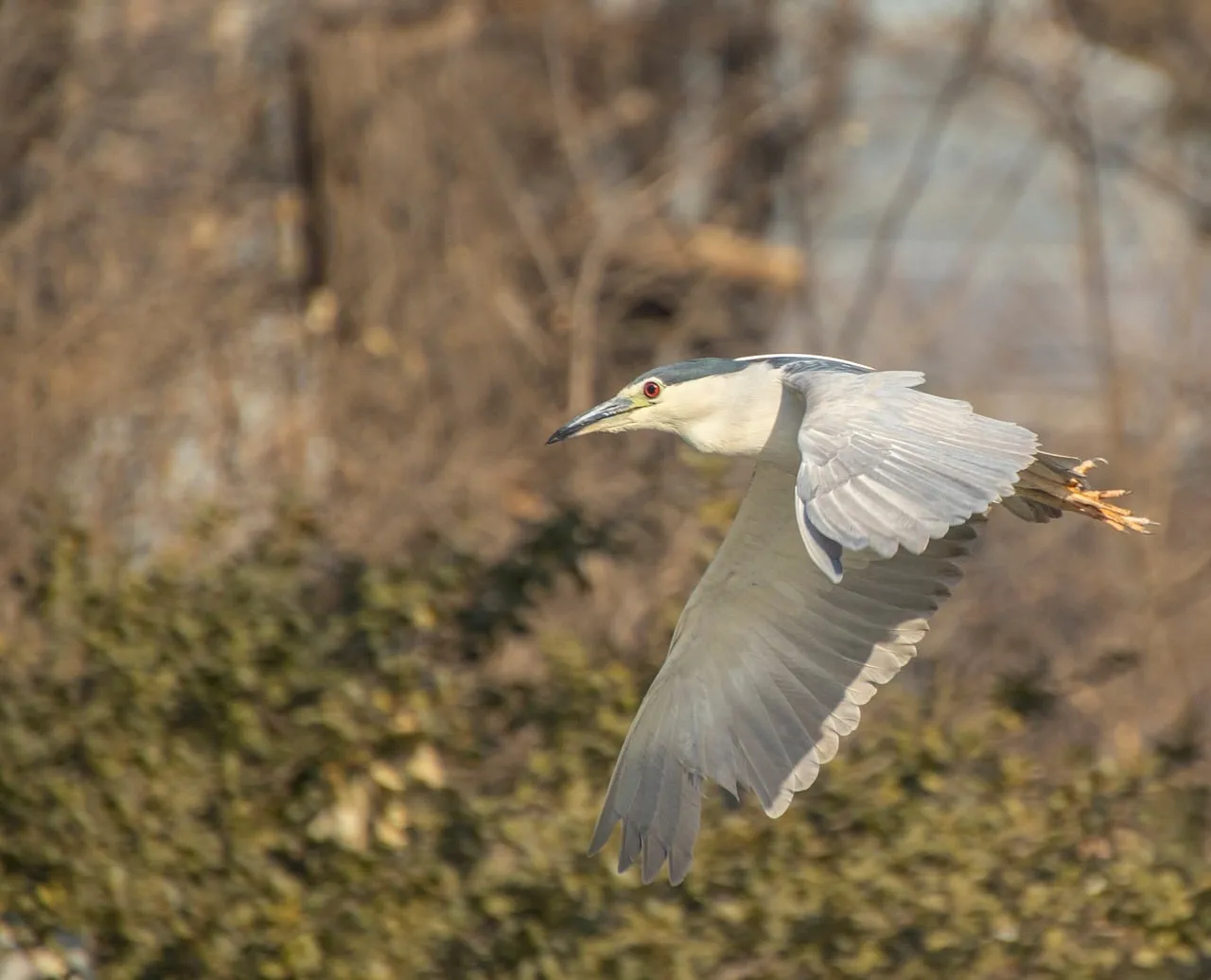 Graceful Night Heron in Flight: Majestic Avian Hunter