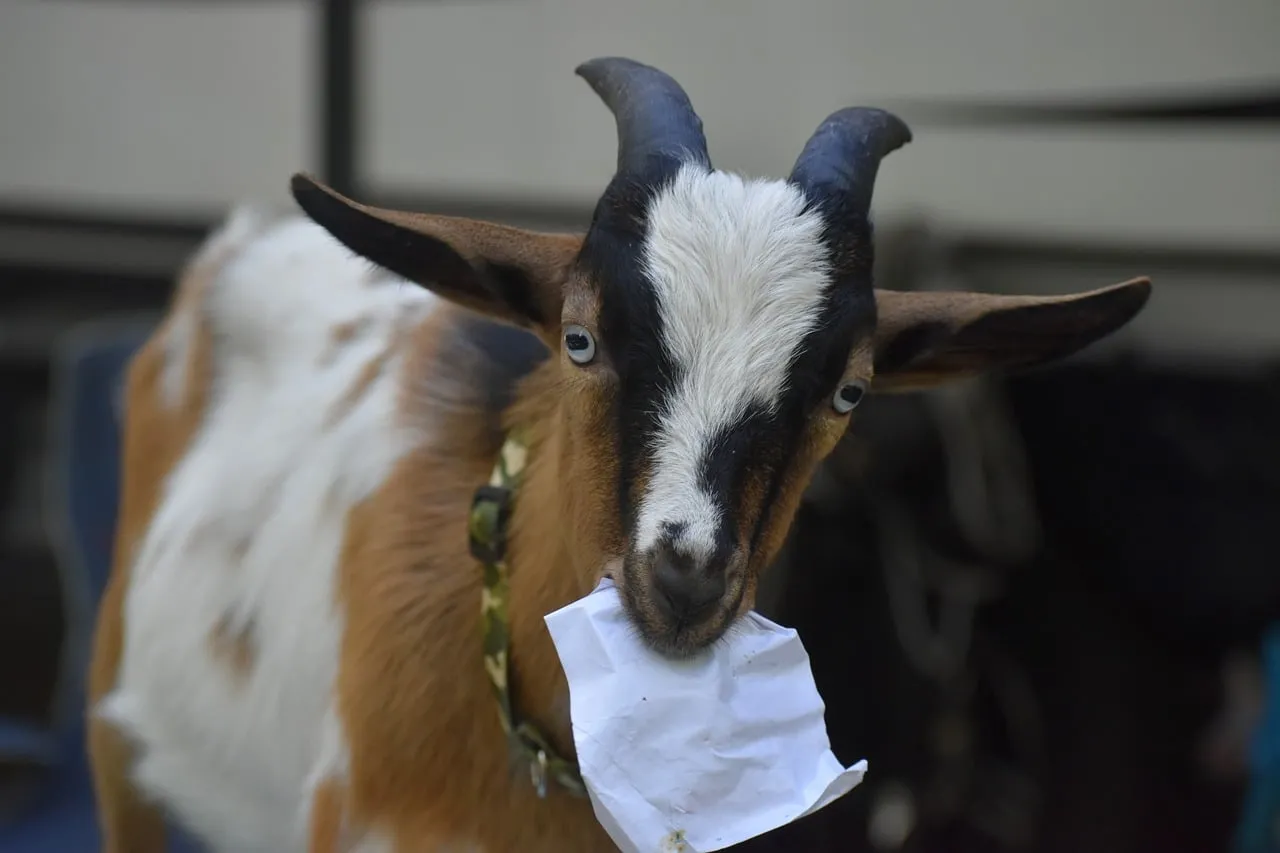 Hilarious Kid Goat Chewing Paper on the Farm