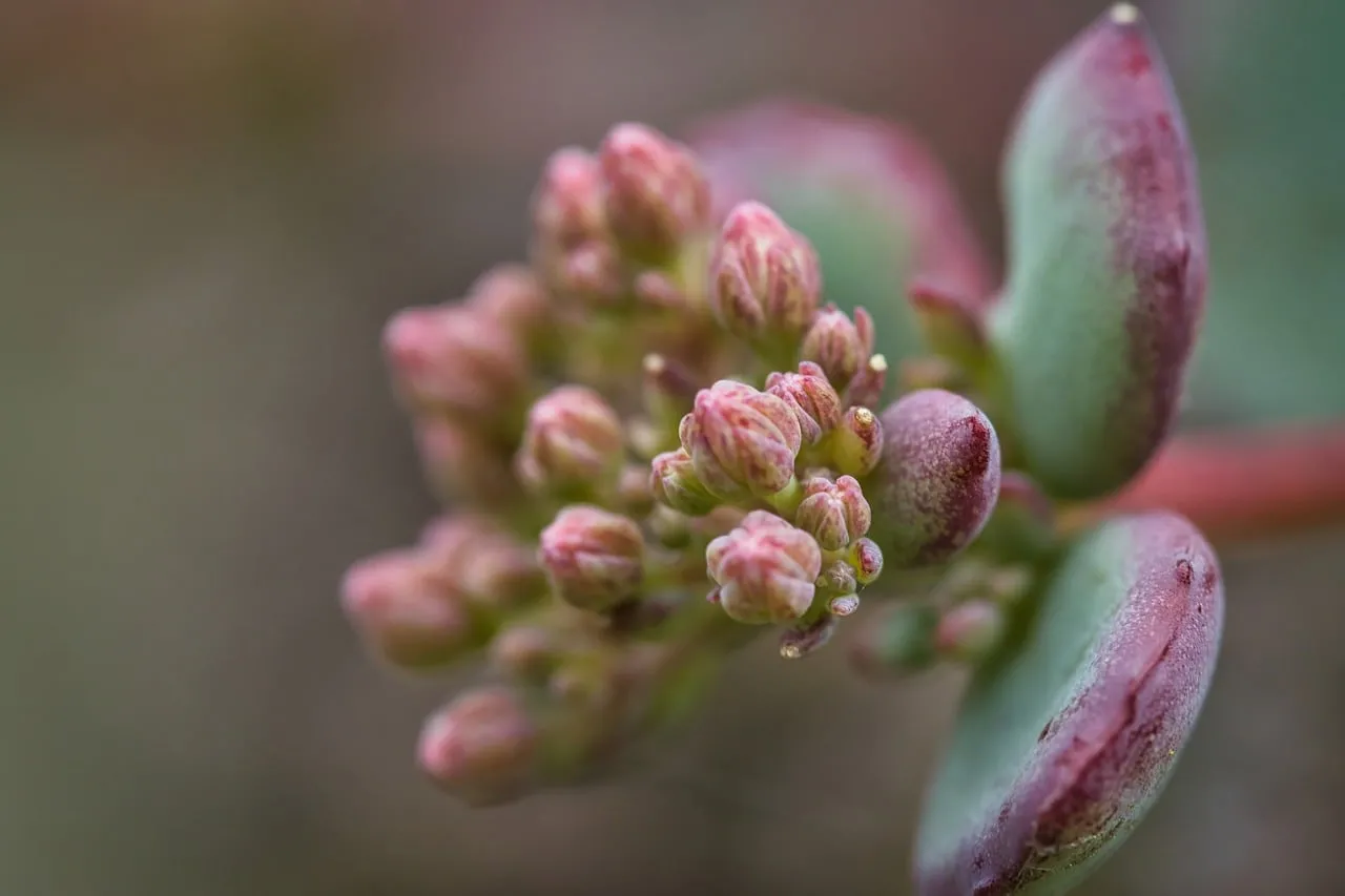 Vibrant Succulent Buds: Nature's Delicate Pink Beginnings