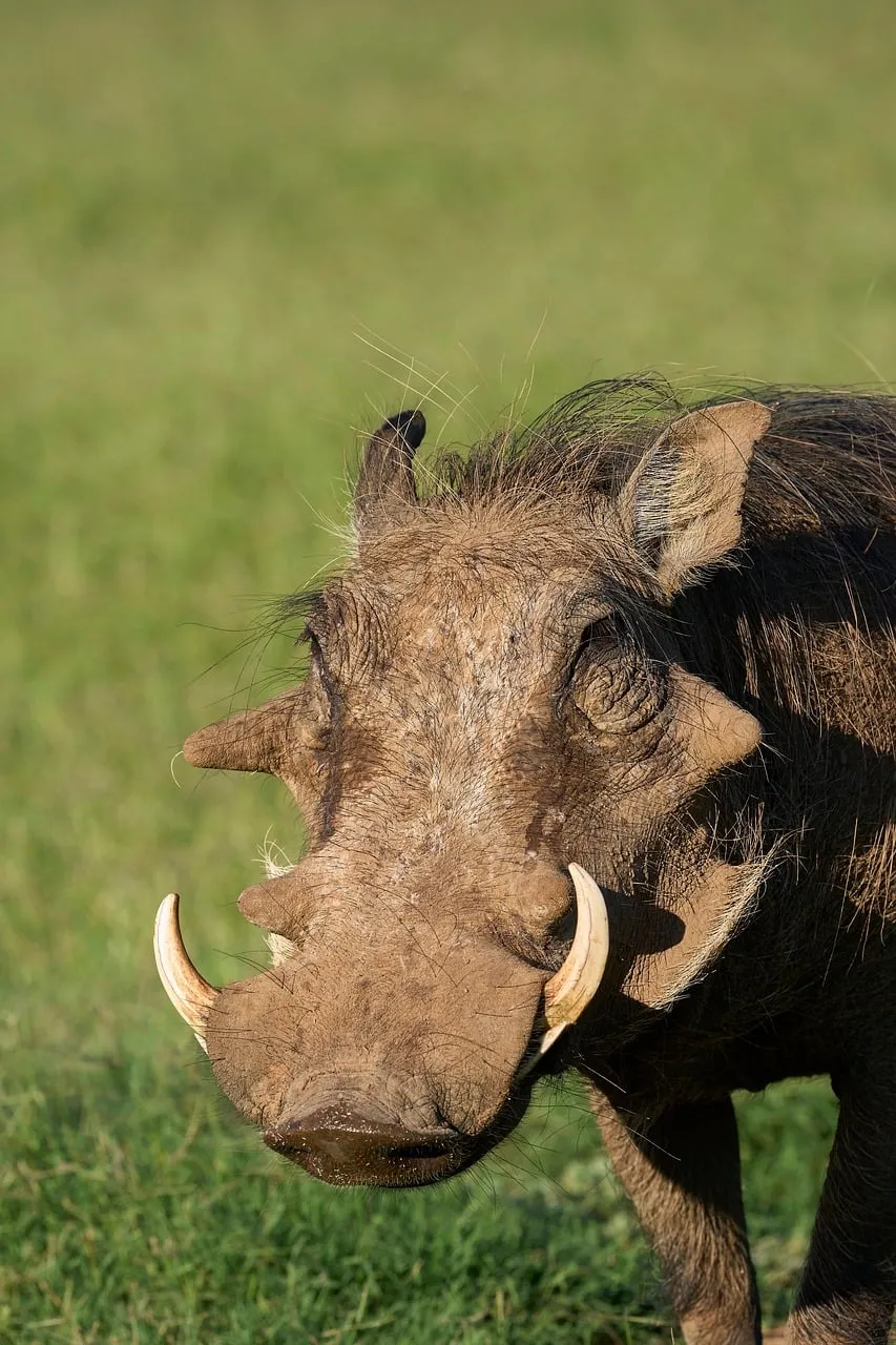 Majestic Warthog: Iconic African Wildlife in its Natural Habitat