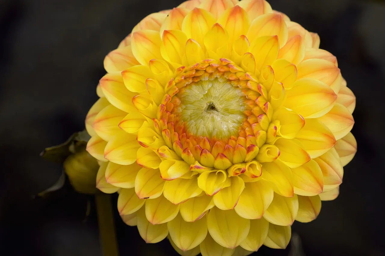 Vibrant Yellow Dahlia: A Close-up of Nature's Radiance