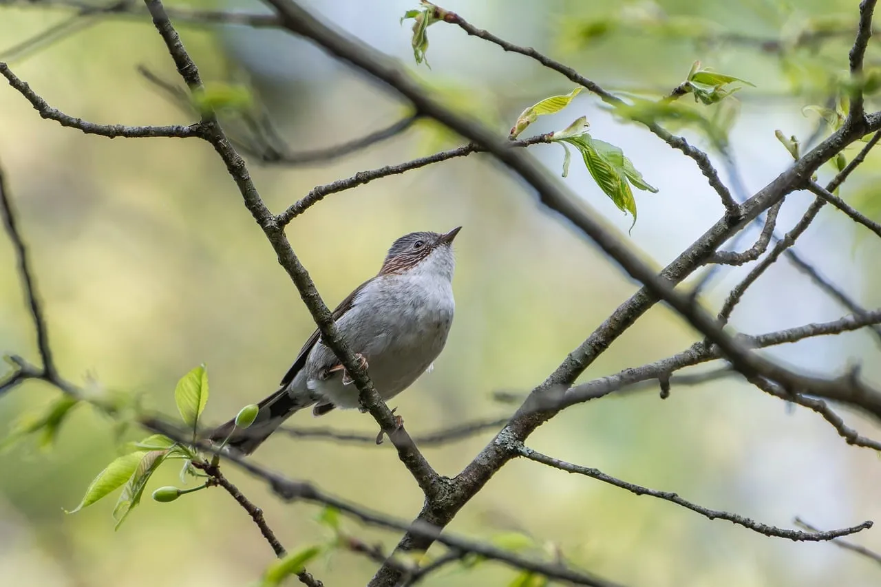 Alert Songbird: Vibrant Spring Forest View