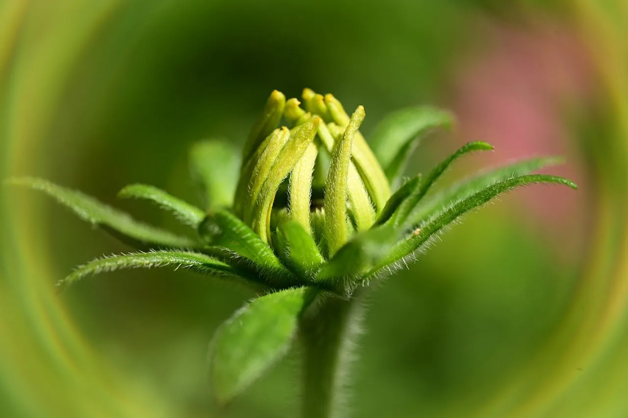 Vibrant Green Bud: Nature's Delicate Embrace