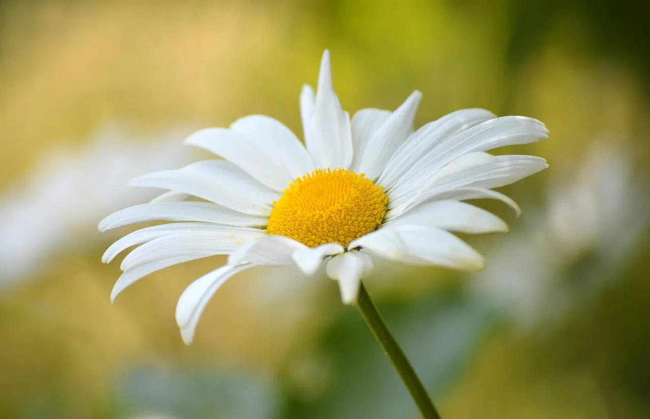 Stunning Daisy Close-up: Perfect Spring Background