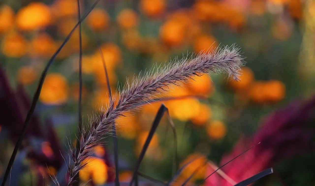 Vibrant Autumn Macro: Fluffy Grass Against Blurry Orange Blooms