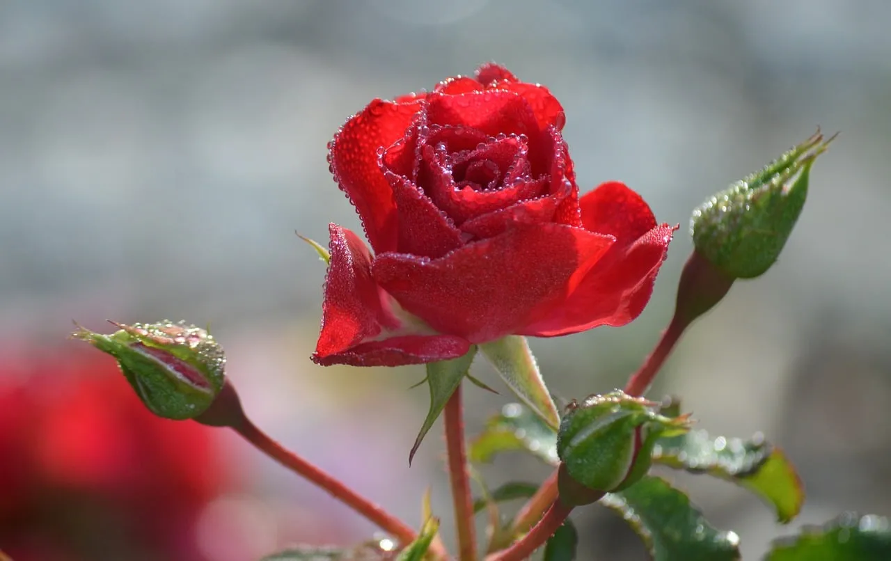 Vibrant Red Rose Adorned with Morning Dewdrops