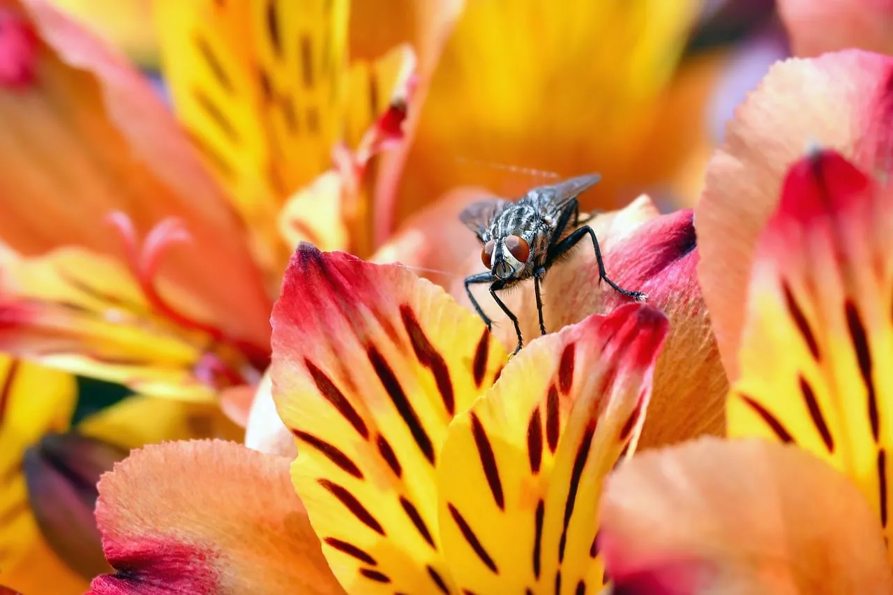 Vibrant Floral Bloom: A Fly's Colorful Perch