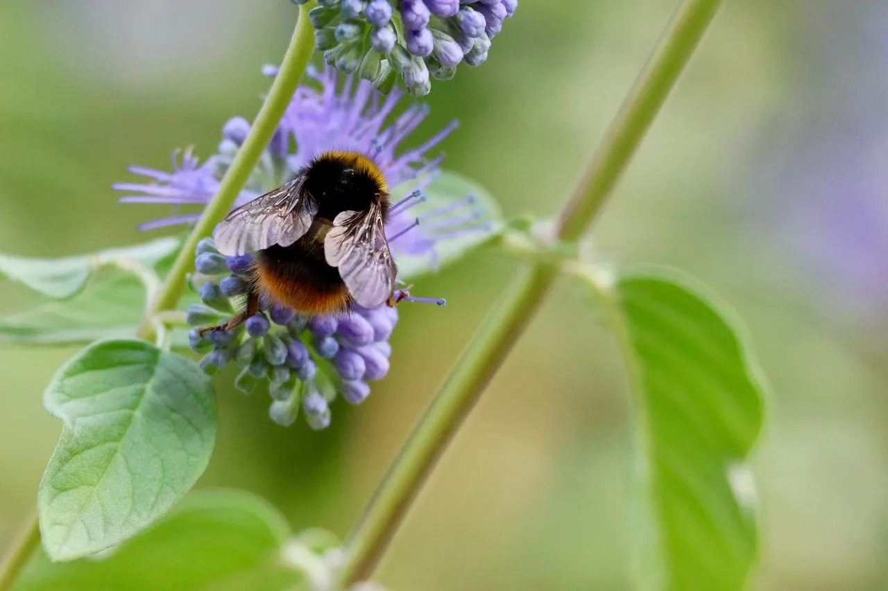 Vibrant Phacelia: Bumblebee's Delicate Pollination Work
