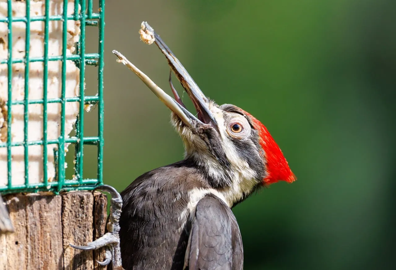 Vibrant Woodpecker Feeding: A Striking Nature Moment