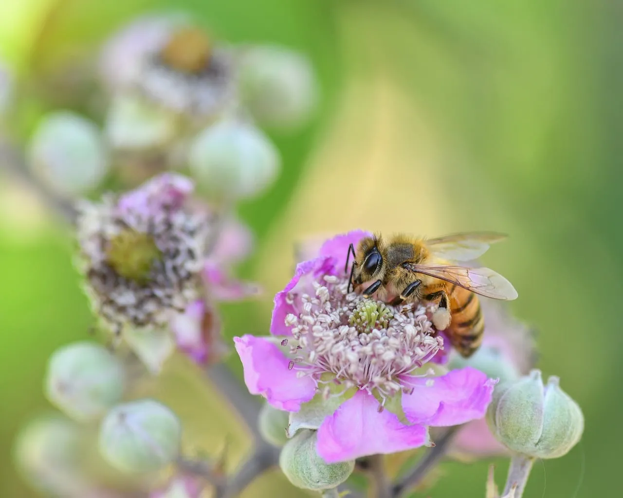 Vibrant Macro: Honey Bee Foraging on Pink Bramble Blossom