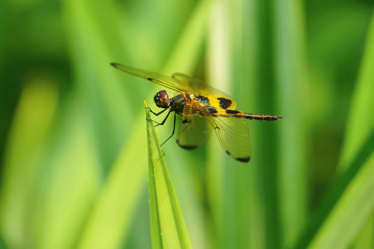 Vibrant Summer Dragonfly: A Macro Nature's Gem