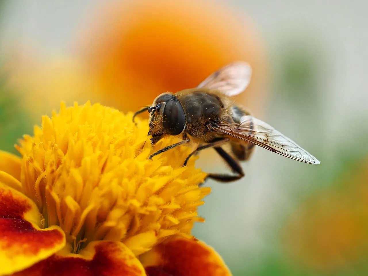 Vibrant Macro: Hoverfly on Blooming Marigold