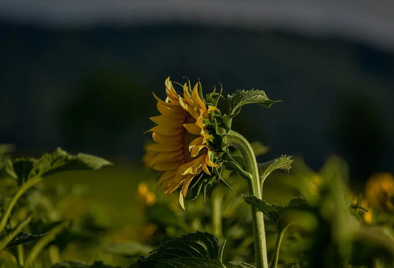 Vibrant Solitary Sunflower: A Summer Countryside Beauty