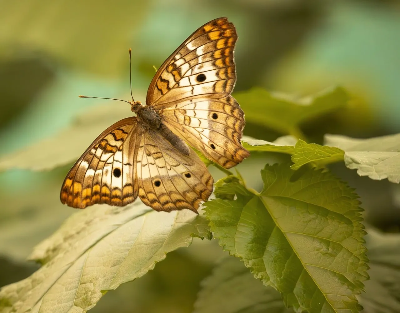 Stunning White Peacock Butterfly: Nature's Delicate Masterpiece