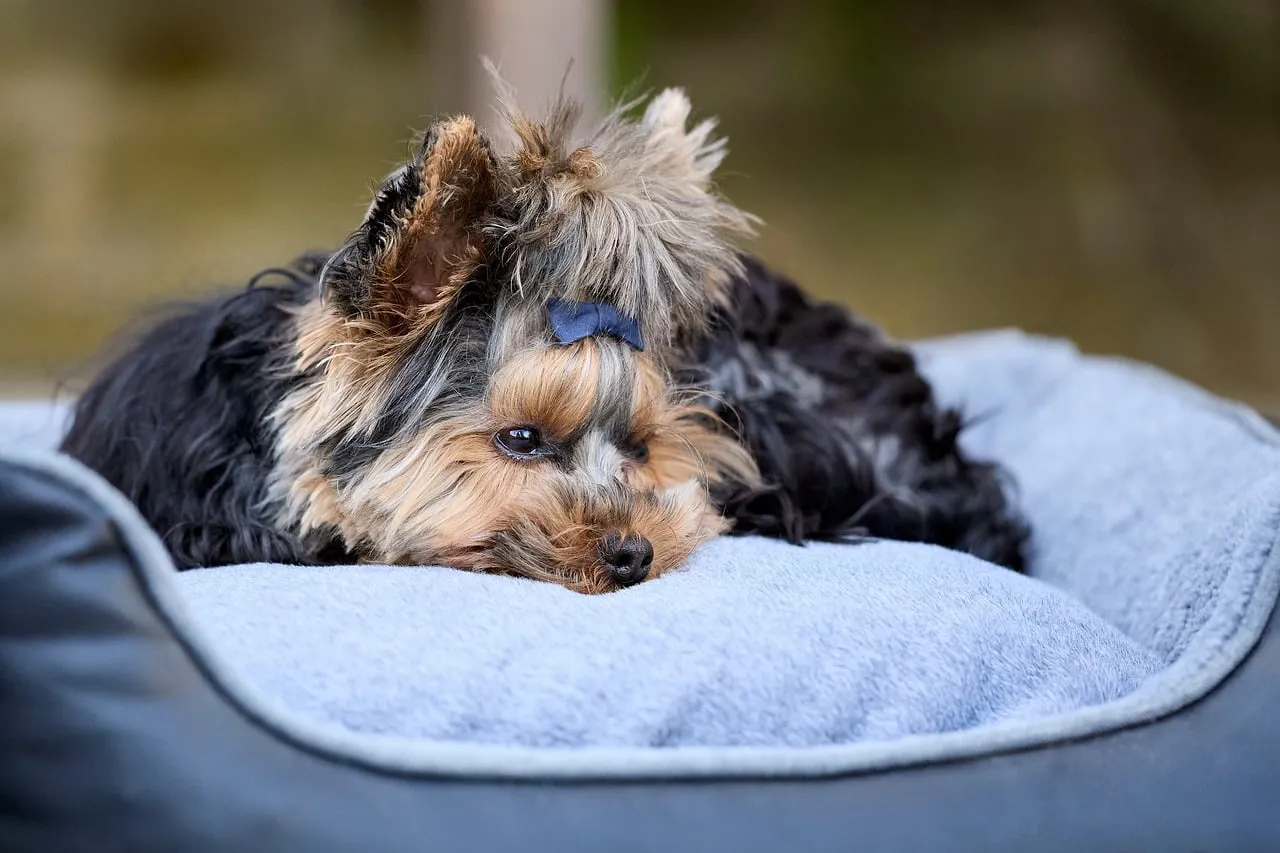 Adorable Yorkshire Terrier Puppy Relaxing in Cozy Bed