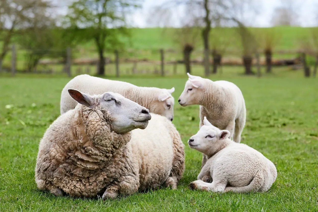 Charming Spring Lambs and Ewe in Lush Pasture