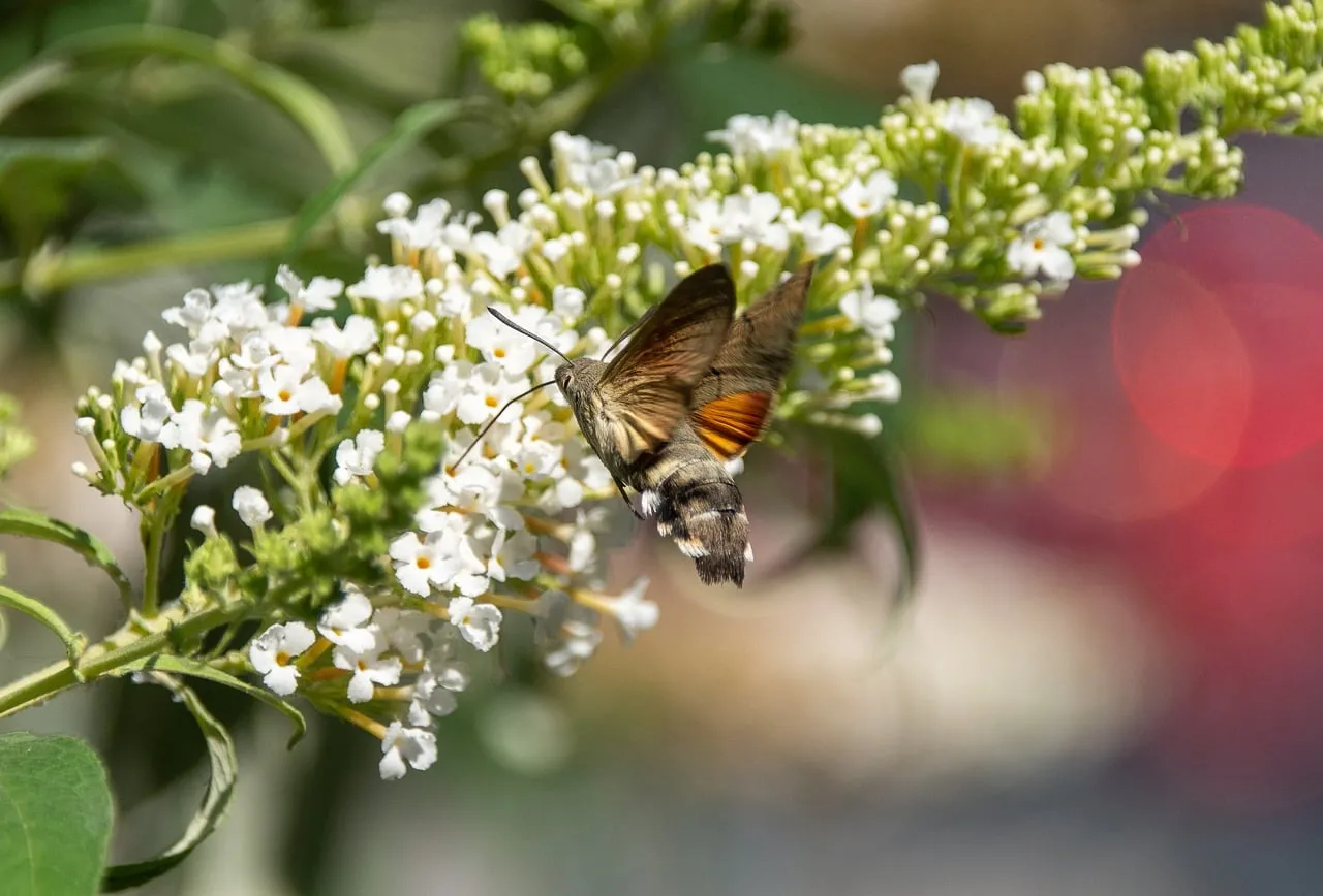 Vibrant Hovering: Hummingbird Hawk-Moth on White Butterfly Bush
