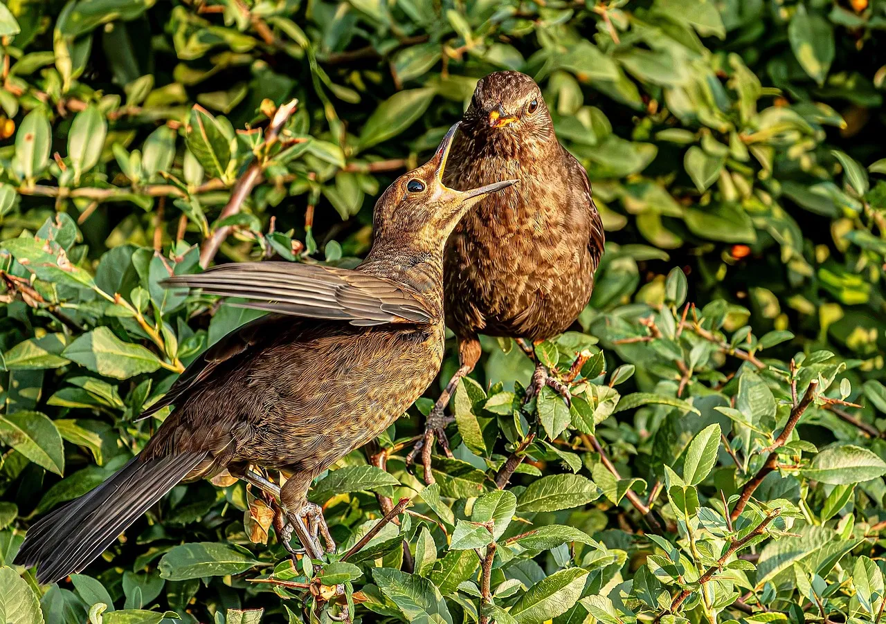 Tender Spring: A Mother Bird Feeds Her Eager Chick