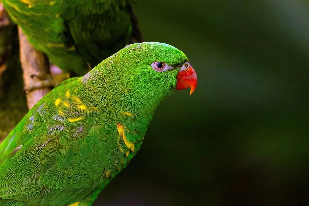 Vibrant Green Lorikeet: A Glimpse of Australian Wildlife