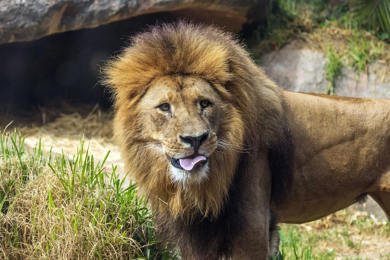 Majestic African Lion Portrait: King of the Savannah