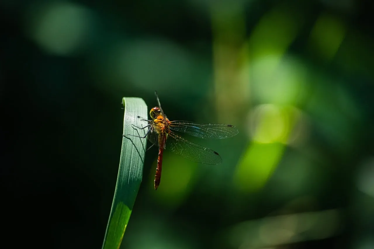 Vibrant Dragonfly Perched on Green Reed in Nature's Embrace