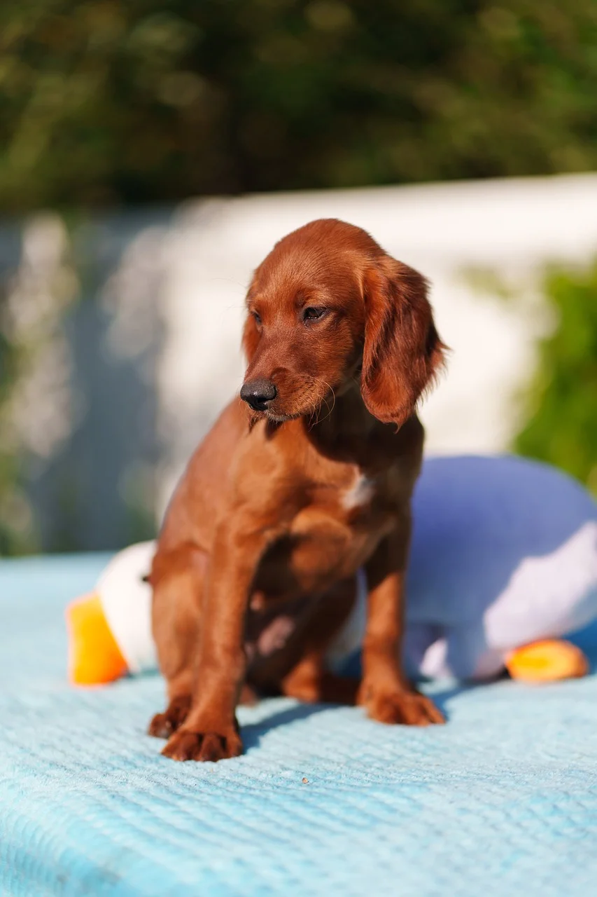 Adorable Irish Setter Puppy: Summer Family Fun